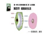 初中  生物  人教版（2024）  七年級(jí)上冊(cè)  第一單元   第二章 認(rèn)識(shí)細(xì)胞  第四節(jié) 細(xì)胞的生活 課件