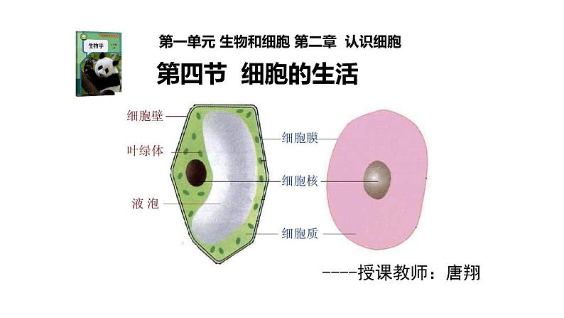 初中  生物  人教版（2024）  七年级上册  第一单元   第二章 认识细胞  第四节 细胞的生活 课件第2页