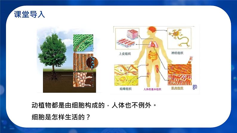 初中  生物  人教版（2024）  七年级上册  第一单元   第二章 认识细胞  第四节 细胞的生活 课件04