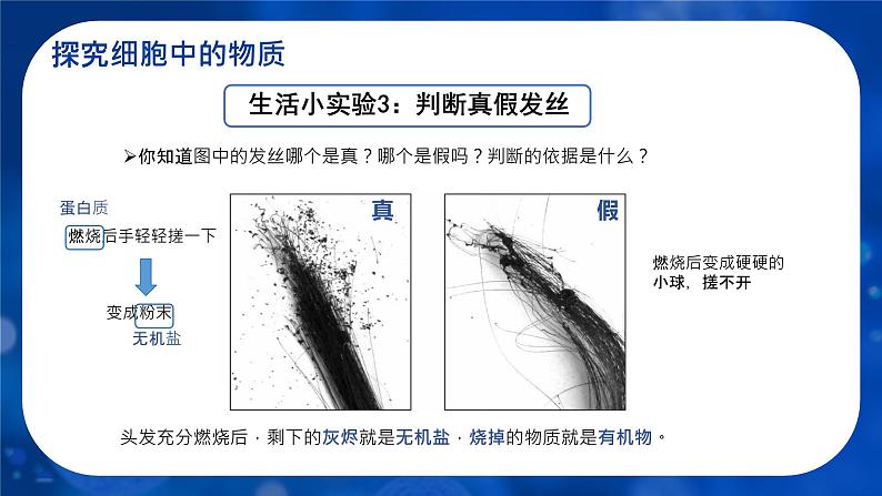 初中  生物  人教版（2024）  七年级上册  第一单元   第二章 认识细胞  第四节 细胞的生活 课件08