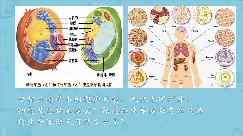 初中  生物  人教版（2024）  七年级上册  第一单元   第二章 认识细胞  第四节 细胞的生活 课件第2页