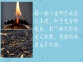 初中  生物  人教版（2024）  七年级上册  第一单元   第二章 认识细胞  第四节 细胞的生活 课件