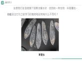 初中  生物  人教版（2024）  七年级上册  第一单元   第二章 认识细胞  第四节 细胞的生活 课件