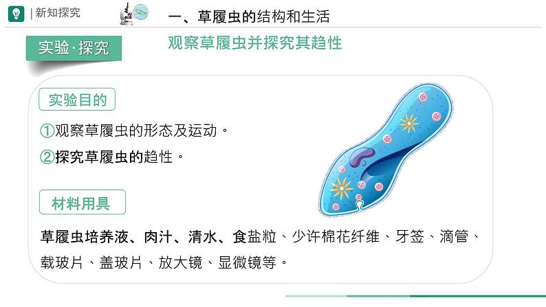 初中  生物  人教版（2024）  七年级上册  第一单元   第二章 认识细胞  第四节 细胞的生活 课件05