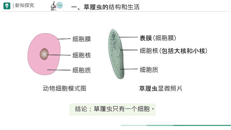 初中  生物  人教版（2024）  七年级上册  第一单元   第二章 认识细胞  第四节 细胞的生活 课件07