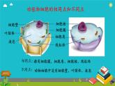 初中  生物  人教版（2024）  七年级上册  第一单元   第二章 认识细胞  第四节 细胞的生活 课件