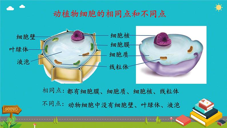 初中  生物  人教版（2024）  七年级上册  第一单元   第二章 认识细胞  第四节 细胞的生活 课件02