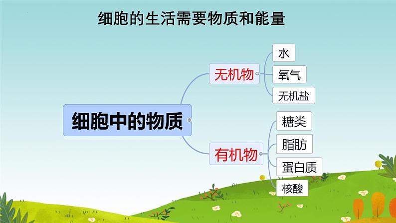 初中  生物  人教版（2024）  七年级上册  第一单元   第二章 认识细胞  第四节 细胞的生活 课件08