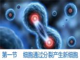 初中  生物  人教版（2024）  七年级上册  第一单元  第三章  第一节 细胞通过分裂产生新细胞 课件