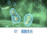 初中  生物  人教版（2024）  七年级上册  第一单元  第三章  第一节 细胞通过分裂产生新细胞 课件
