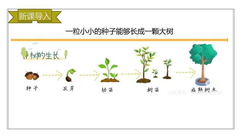 初中  生物  人教版（2024）  七年级上册  第一单元  第三章  第一节 细胞通过分裂产生新细胞 课件02