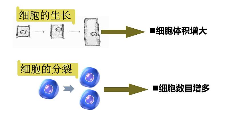 初中  生物  人教版（2024）  七年级上册  第一单元  第三章  第一节 细胞通过分裂产生新细胞 课件03