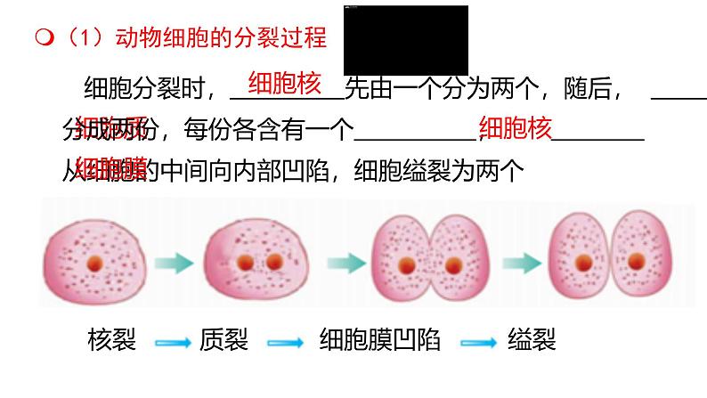 初中  生物  人教版（2024）  七年级上册  第一单元  第三章  第一节 细胞通过分裂产生新细胞 课件07