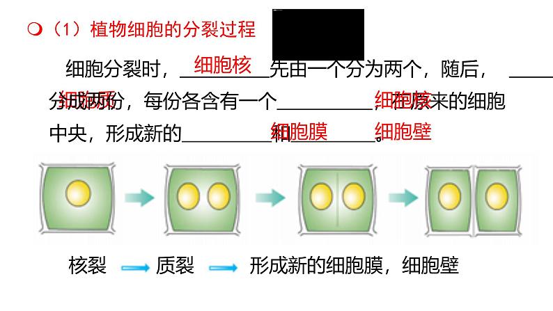 初中  生物  人教版（2024）  七年级上册  第一单元  第三章  第一节 细胞通过分裂产生新细胞 课件08