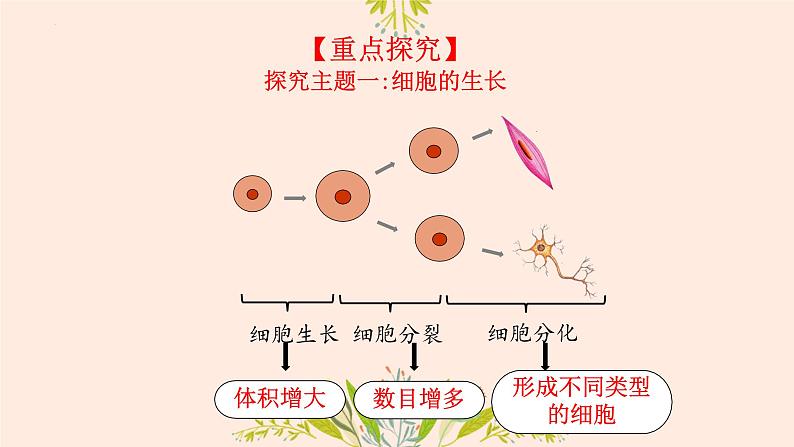 初中  生物  人教版（2024）  七年级上册  第一单元  第三章  第一节 细胞通过分裂产生新细胞 课件第4页