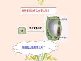 初中  生物  人教版（2024）  七年级上册  第一单元  第三章  第一节 细胞通过分裂产生新细胞 课件