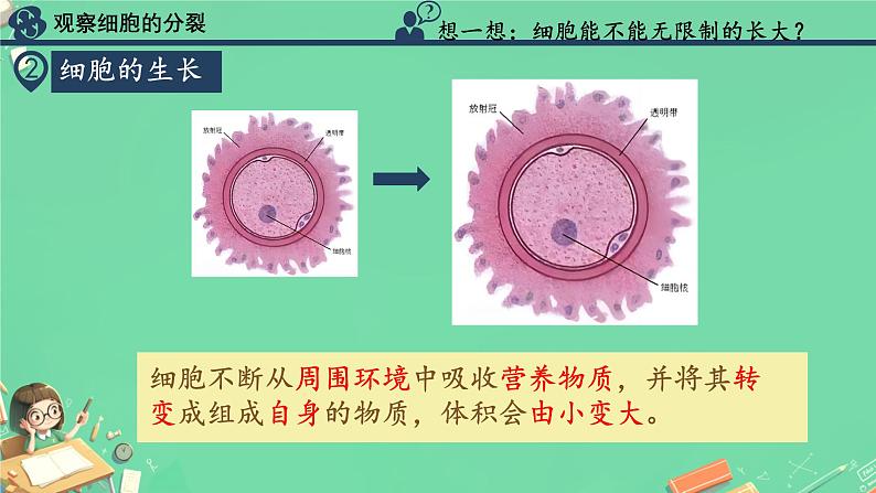 初中  生物  人教版（2024）  七年级上册  第一单元  第三章  第一节 细胞通过分裂产生新细胞 课件第4页