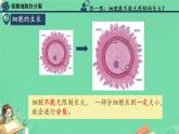 初中  生物  人教版（2024）  七年级上册  第一单元  第三章  第一节 细胞通过分裂产生新细胞 课件