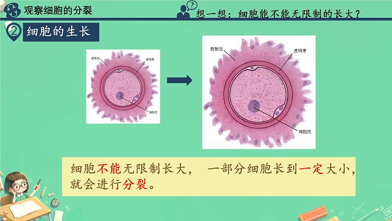 初中  生物  人教版（2024）  七年级上册  第一单元  第三章  第一节 细胞通过分裂产生新细胞 课件第5页