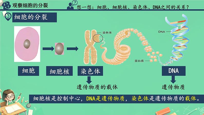 初中  生物  人教版（2024）  七年级上册  第一单元  第三章  第一节 细胞通过分裂产生新细胞 课件第7页