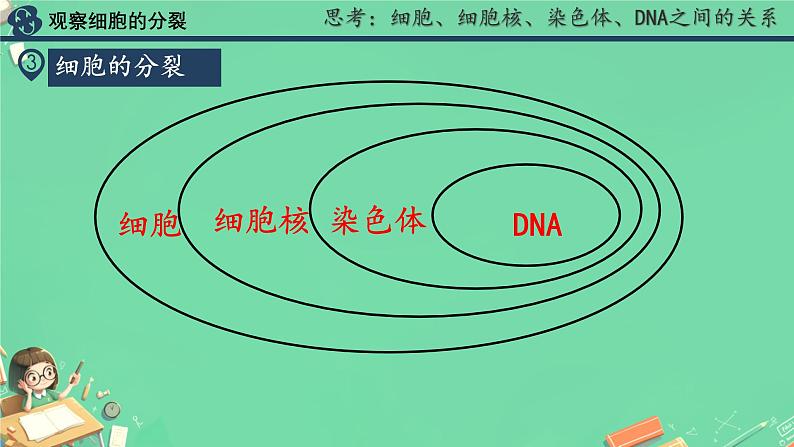 初中  生物  人教版（2024）  七年级上册  第一单元  第三章  第一节 细胞通过分裂产生新细胞 课件第8页