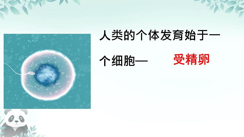 初中  生物  人教版（2024）  七年级上册  第一单元  第三章  第一节 细胞通过分裂产生新细胞 课件第3页