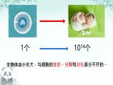 初中  生物  人教版（2024）  七年级上册  第一单元  第三章  第一节 细胞通过分裂产生新细胞 课件