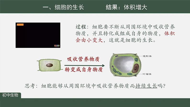 初中  生物  人教版（2024）  七年级上册  第一单元  第三章  第一节 细胞通过分裂产生新细胞 课件第5页