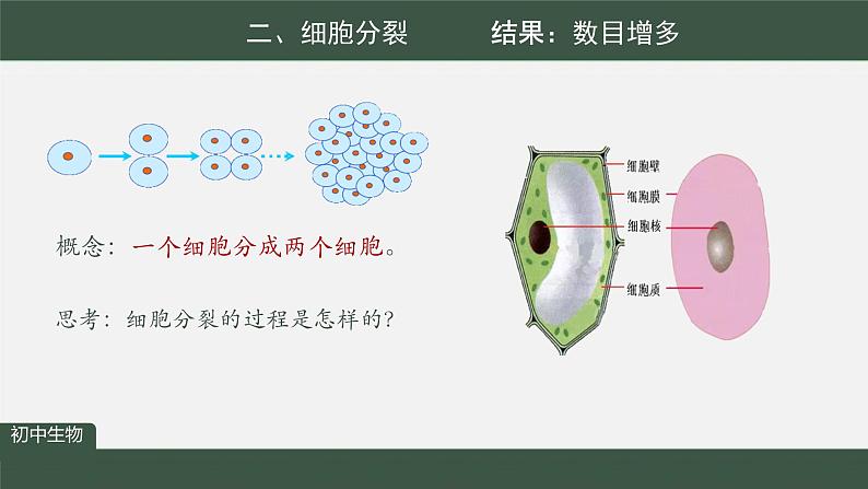 初中  生物  人教版（2024）  七年级上册  第一单元  第三章  第一节 细胞通过分裂产生新细胞 课件第7页