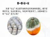 2.3.3 真菌-初中生物七年级上册 同步教学课件+教学设计（人教版2024）