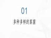 2.3.3 真菌-初中生物七年级上册 同步教学课件+教学设计（人教版2024）