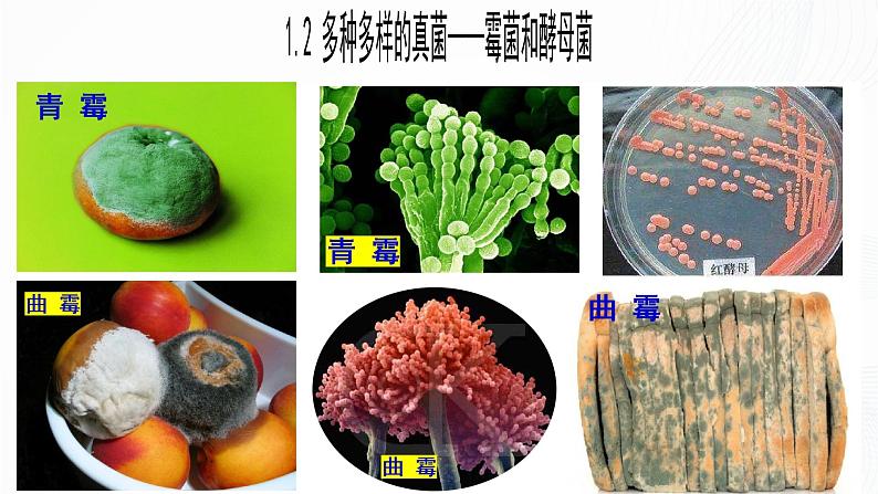 2.3.3 真菌-初中生物七年级上册 同步教学课件+教学设计（人教版2024）07