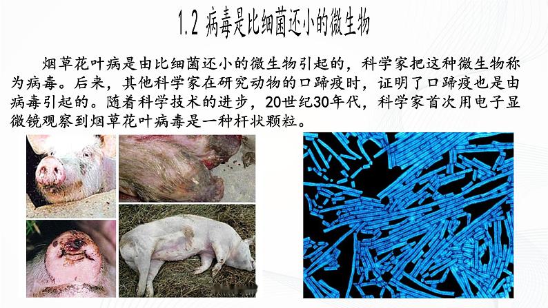 2.3.4 病毒-初中生物七年级上册 同步教学课件（人教版2024）第7页