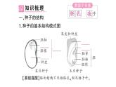 初中生物新人教版七年级上册第二单元第一章第二节 种子植物作业课件2024秋
