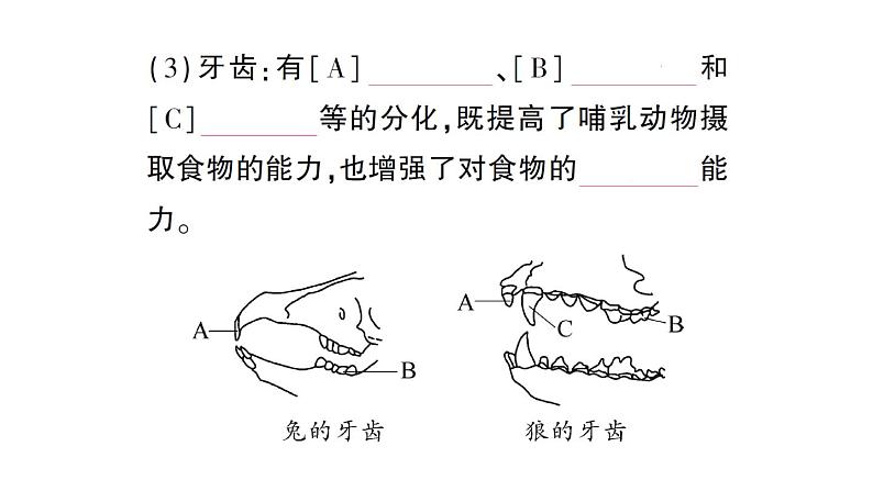 初中生物新人教版七年级上册第二单元第二章第二节三鸟和哺乳动物作业课件2024秋07