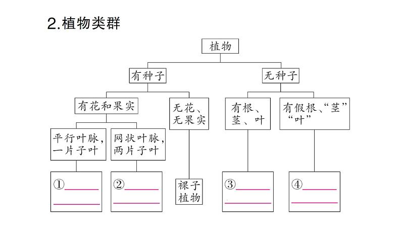 初中生物新人教版七年级上册第二单元第四章第一节 尝试对生物进行分类作业课件2024秋第3页