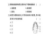 初中生物新北师大版七年级上册期末主题情境题作业课件2024秋