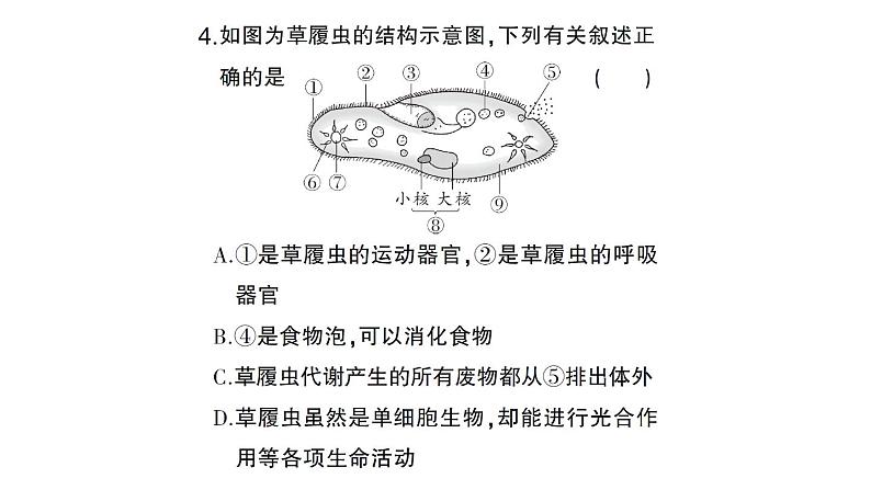 初中生物新北师大版七年级上册期末识图理解题作业课件2024秋第5页