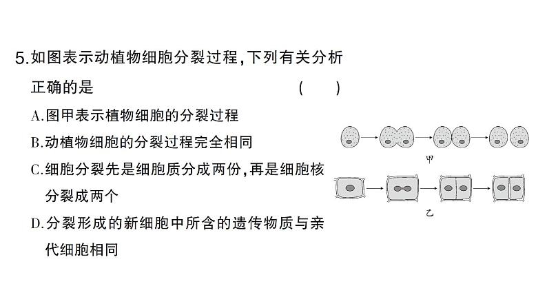 初中生物新北师大版七年级上册期末识图理解题作业课件2024秋第6页