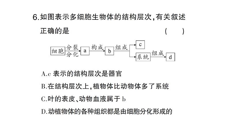 初中生物新北师大版七年级上册期末识图理解题作业课件2024秋第7页