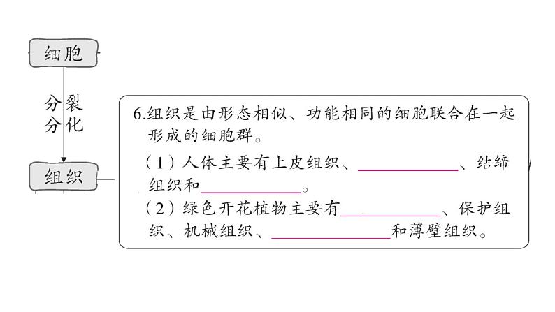 初中生物新人教版七年级上册期末大单元整合一 生物和细胞作业课件2024秋第5页