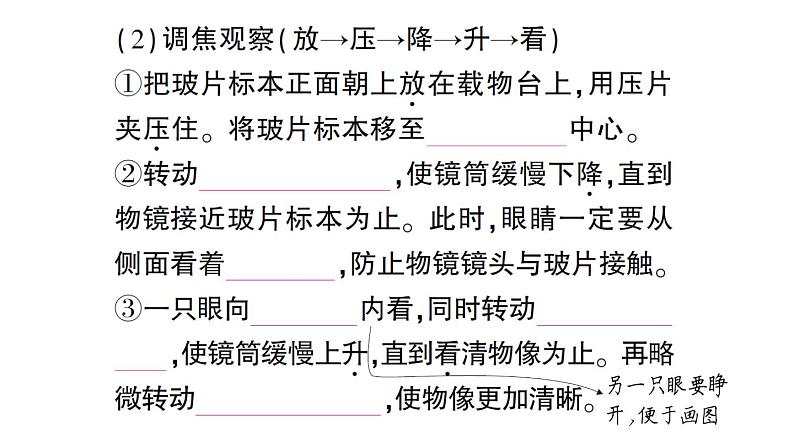 初中生物新人教版七年级上册第一单元第二章第一节 学习使用显微镜作业课件2024秋第5页