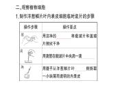 初中生物新人教版七年级上册第一单元第二章第二节 植物细胞作业课件2024秋