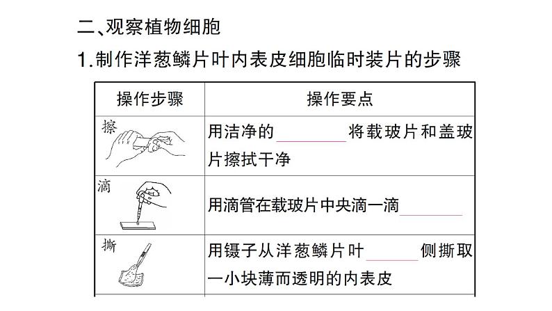 初中生物新人教版七年级上册第一单元第二章第二节 植物细胞作业课件2024秋第3页