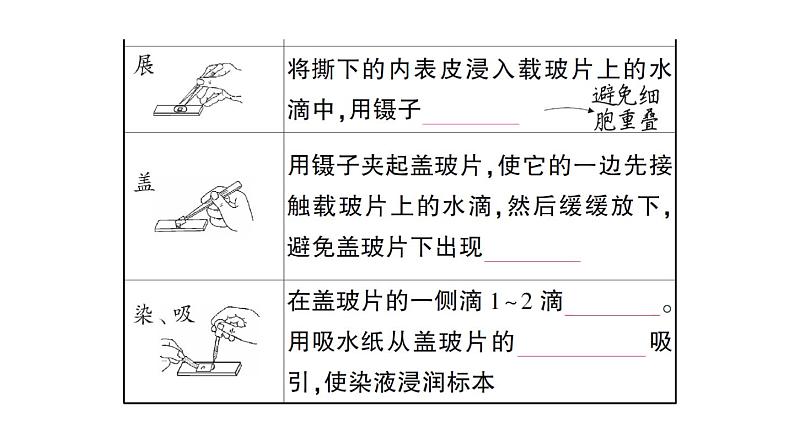 初中生物新人教版七年级上册第一单元第二章第二节 植物细胞作业课件2024秋第4页