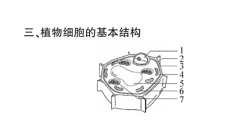 初中生物新人教版七年级上册第一单元第二章第二节 植物细胞作业课件2024秋第6页