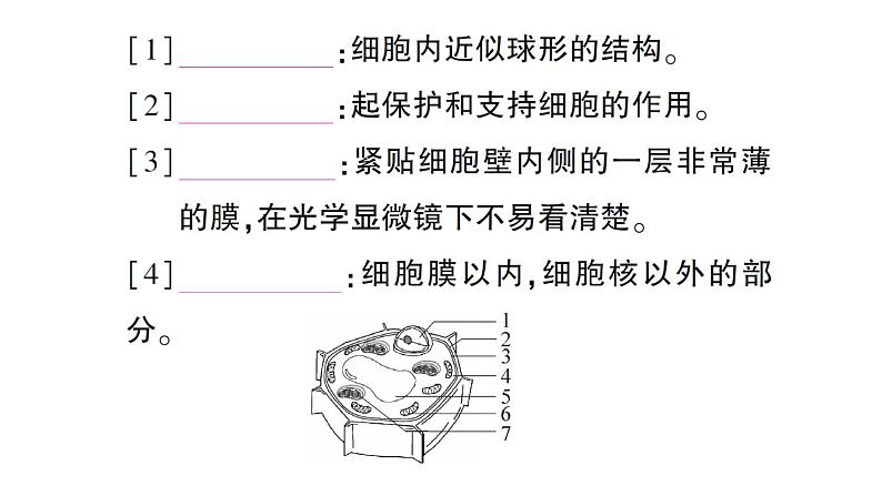 初中生物新人教版七年级上册第一单元第二章第二节 植物细胞作业课件2024秋第7页