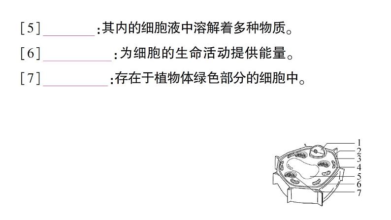 初中生物新人教版七年级上册第一单元第二章第二节 植物细胞作业课件2024秋第8页