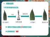 初中  生物  人教版（2024）  七年级上册  第二单元 多种多样的生物  第三章第四节 病毒 课件
