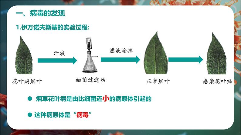 初中  生物  人教版（2024）  七年级上册  第二单元 多种多样的生物  第三章第四节 病毒 课件04